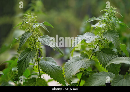 Close up of stinging nettle plant and leaves. Stinging nettles (Urtica dioica) growing in a field, a healthy wild food and a herbal tea. Stock Photo