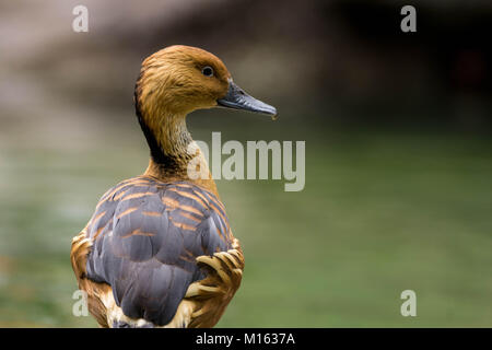 gorgeous fulvous whistling duck with a green background Stock Photo