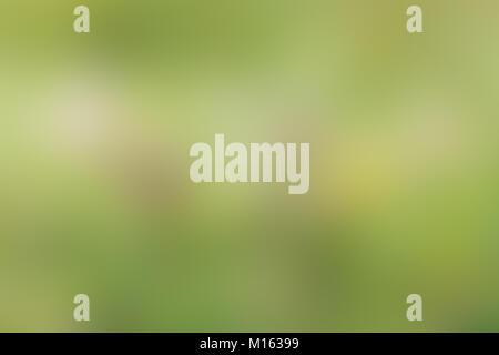 Abstract blurred surface. Soft background image with colors of spring green. Stock Photo
