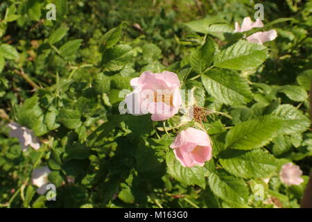 Close-up of a small wild rose type flower in summer Stock Photo