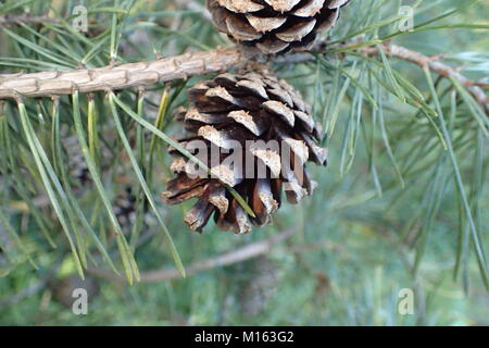 Close-up of a pine cone Stock Photo