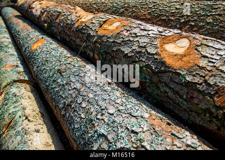 Stumps from trees in a wood prepared for cold winter days Stock Photo