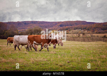 Cows and calfs on pastrure. Skane, Sweden. Stock Photo