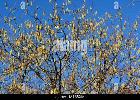 Hazel catkins against a blue sky Corylus avellana Stock Photo