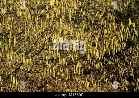 a profusion of hazel catkins Corylus avellana Stock Photo