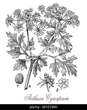 Vintage engraving of Aethusa cynapium or poison parsley, common weed poisonous plant with an unpleasant smell Stock Photo