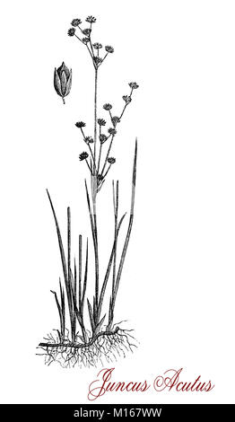 Vintage engraving of Juncus acutus or spiny rush, flowering plant in the family Juncaceae, perennial with harmful spines tall up to 1,5 mt.(4.9 ft), growing in grassy woodland Stock Photo