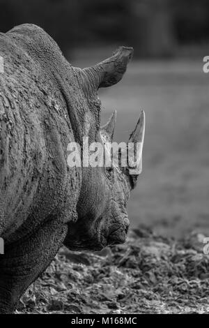 Black & white rear close up of Southern White rhinoceros outdoors in mud, Cotswold Wildlife Park UK. Mono rhino detail.