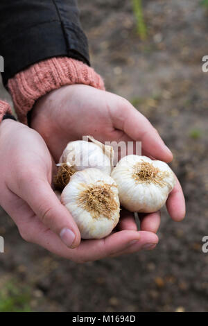 Garlic 'Morado' bulbs being held in hands Stock Photo