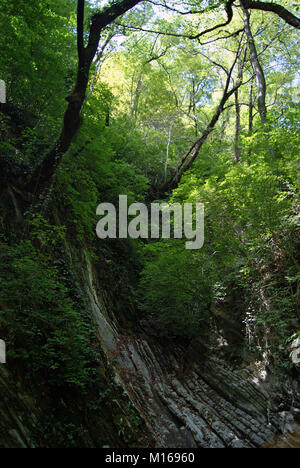 The wall of narrow shady stone canyon in a tropical forest, with sunlight breaking through dense foliage Stock Photo