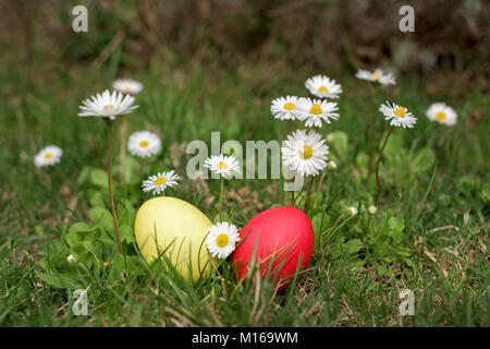 Two colored Easter eggs in a grass among daisies Stock Photo