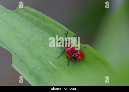 Two Red Lily Beetles (Lilioceris lilii) on a green leaf. This beetle is regarded as a pest as it eats the leaves, stem, buds, and flower of lilies. Stock Photo