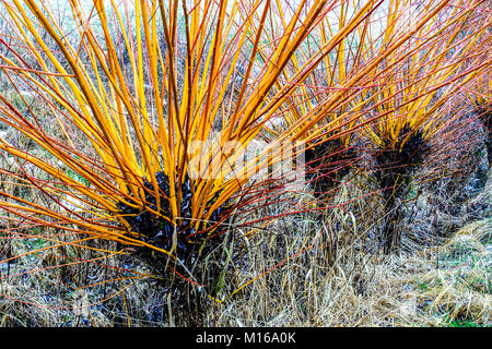 Osier Salix viminalis Pollard Willow Basketry Pollarded Willows Salix Wicker Row Branches Willows Pollarded Meadow Scene Willow Branch Common Osier Stock Photo