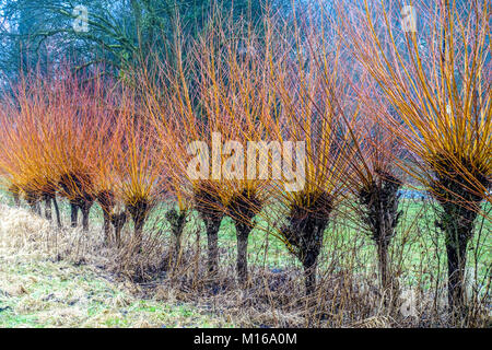 Osier Salix viminalis Pollard Willows used for Basketry Salix Willow Wicker Willow Trees Common Osier Willow Row Meadow Winter Osiers Line Scene Stock Photo