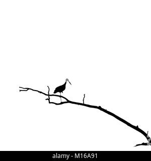Silhouette of Stork Standing on One Leg on Dry Tree Branch. Black and white image id based on photo. Stock Photo