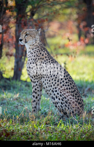 Cheetah (Acinonyx jubatus), sitting attentively in the grass, Savuti, Chobe District, Botswana Stock Photo