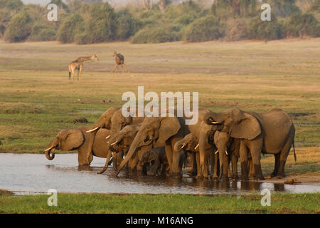 African Elephant (Loxodonta africana), breeding herd drinking in the evening at a pool, two Southern Giraffes (Giraffa Stock Photo