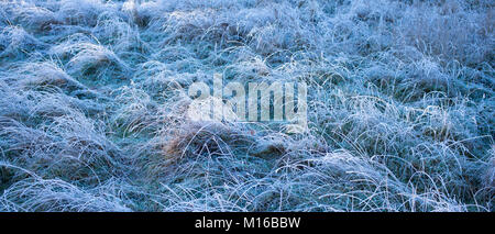 Hoar frost creating sculptural frosty grasses in winter landscape in Swinbrook in the Cotswolds, England, UK Stock Photo