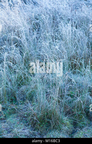 Hoar frost creating sculptural frosty grasses in winter landscape in Swinbrook in the Cotswolds, England, UK Stock Photo