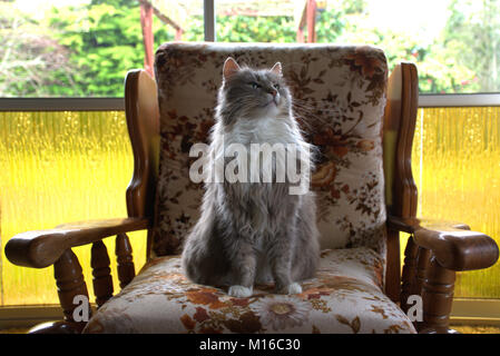 posing cat Stock Photo