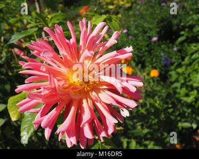 Pink and yellow Dahlia in the garden in Giverny France Stock Photo