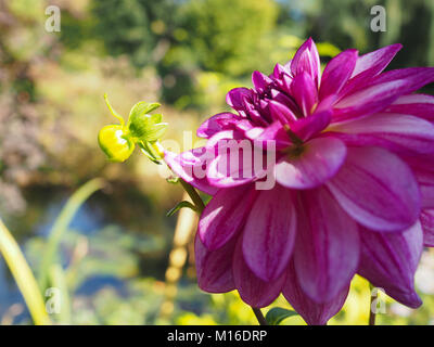 Bright Fuchsia dahlia flower in Monet Garden in Giverny France Stock Photo