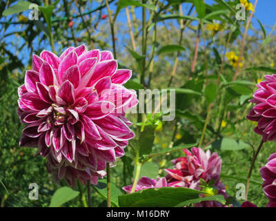 Magenta Dahlia in Giverny France Stock Photo