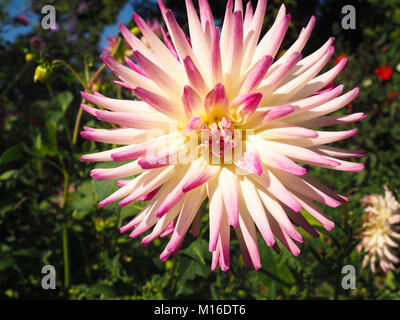 Pink and White blooming Dahlia in the Monet Garden Stock Photo