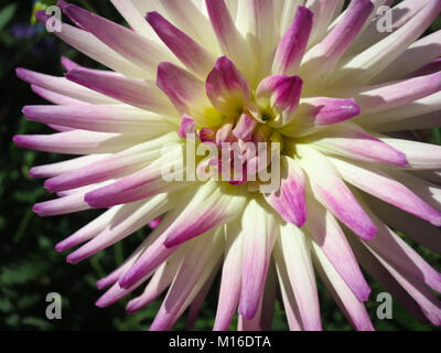 Lavender and White Dahlia close up at Monet Garden in Giverny France Stock Photo