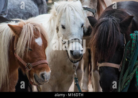 Ponies , Paris France Stock Photo