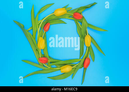 Circle of red and yellow tulips on blue pastel background. Stock Photo