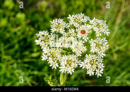 A red ladybug with black spots on a white meadowsweet flower against a blurry grassy background. Stock Photo
