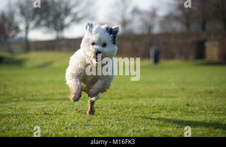 Playful Havanese puppy captured mid jump outdoors in natural light Stock Photo