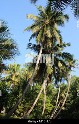 Palms in Sri Lanka Stock Photo