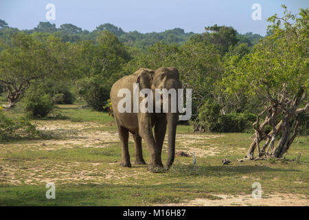 Elephant in Sri Lanka Stock Photo