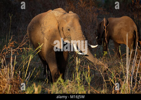 African elephant (Loxodonta africana) feeding, Kruger National Park, South Africa Stock Photo