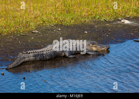 Alligator on bank of Myakka River in Myakka River State Pak in Sarsaota Florida in the United States Stock Photo