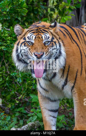 Close uo of tiger standing with tongue out Stock Photo