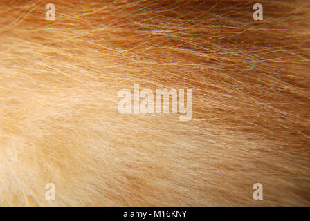 background fur of red color Stock Photo