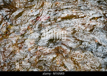 Underwater fallen autumn leaves give a flowing stream a golden brown color. Stock Photo