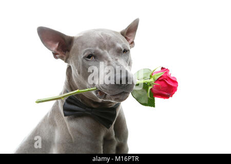 dog in bowtie holding rose in mouth Stock Photo