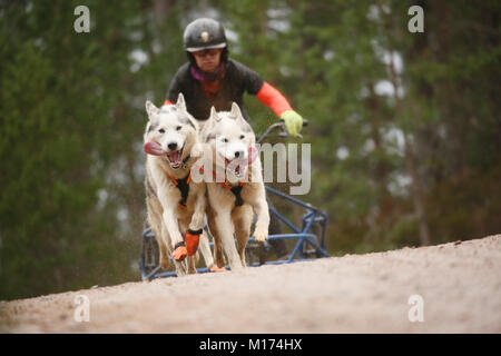 Aviemore,Scotland, 27th January, 2018. The 35th annual Aviemore sled dog rally takes place.Snow has been washed away by heavy rain fall so the teams use wheels making the job harder for the dog teams,Aviemore,Scotland, 27th January, 2018 (C)Barbara Cook/Alamy Live News Stock Photo