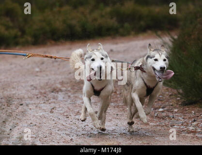 Aviemore,Scotland, 27th January, 2018. The 35th annual Aviemore sled dog rally takes place.Snow has been washed away by heavy rain fall so the teams use wheels making the job harder for the dog teams,Aviemore,Scotland, 27th January, 2018 (C)Barbara Cook/Alamy Live News Stock Photo