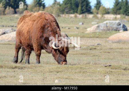 Scottish highland cow (Bos taurus) grazing saltmarsh in Matsalu National Park, Haeska, Estonia, September 2017. Stock Photo