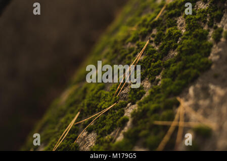 Fall at Gayasan National Park, Korea Stock Photo