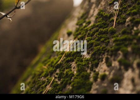 Fall at Gayasan National Park, Korea Stock Photo