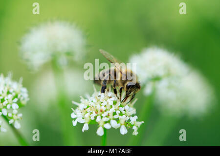 Bee on white flower head,  Very close up in frame with blurred background. Stock Photo