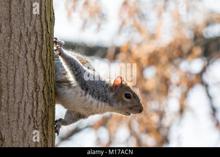 Grey squirrel on side of tree trunk about to jump. Close up in frame Stock Photo