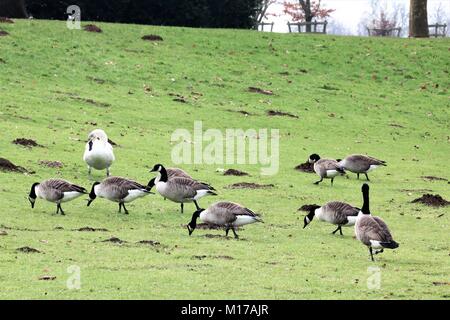 Gaggle of geese and white swan on green grass looking for food Stock Photo
