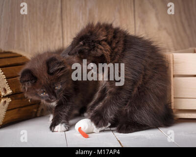 Two small kitten playing toy on a wooden background. Black Cats. Toys for kitten Stock Photo